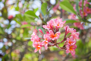 Tree branch with pink frangipani flowers.