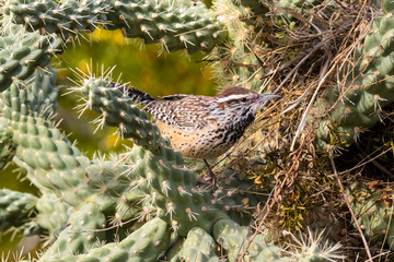 Cactus Wren (campylorhynchus brunneicapillus) perched on Cholla cactus, next to the nest it is building. In Arizona's Sonoran desert.  