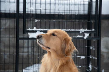 ゴールデンレトリーバー