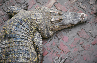 Fototapeta premium Crocodiles Resting at Crocodile Farm in Thailand,have a noise