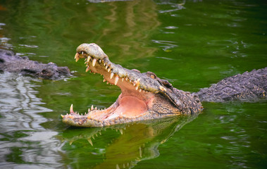 Crocodile with open jaws. Profile of a crocodile in a pond with green water. Open mouth and sharp teeth. Intense yellow eyes.,have a noise