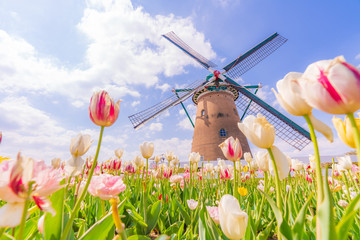 日本の春 千葉県 佐倉のチューリップ畑