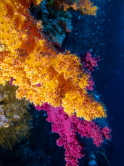 Fototapeta na wymiar Colorful coral reef on the bottom of tropical sea, Soft coral Dendronephthya