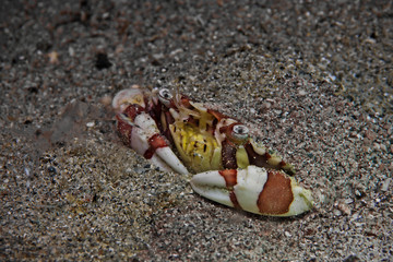 Underwater close-up photography of a harlequin swimming crab.