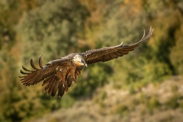 lammergeier Gypaetus barbatus