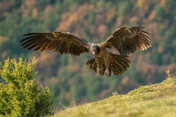 lammergeier Gypaetus barbatus
