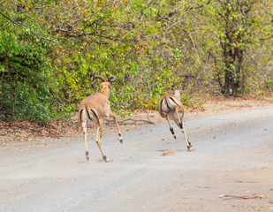 Impala Rams Running