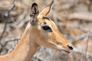 Female Impala