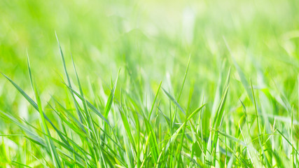 spring background, juicy green young grass, spring, bright background, texture