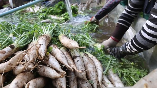 Farmer harvest and cleaning Japanese radish daikon by water in the farmland for export to market.