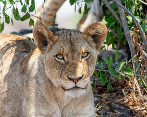 Juvenile Lion