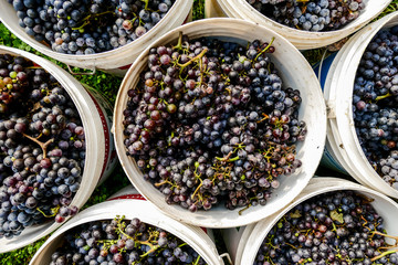 Grapes harvest of vineyard in september north italy, red grapes for wine