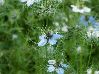 Nigella damascena - La nigelle de Damas ou cheveux de Vénus aux pétales de couleur bleue clair, aux feuilles finement segmentées