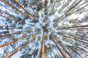 Pine forest photographed from the bottom up.