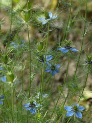Fleurs de Nigelles de Damas en jardin