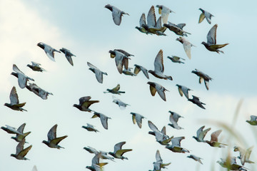 flock of flying speed racing pigeon release from competition basket against beautiful morning light