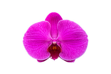 Beautiful purple orchid flower isolated on white background with clipping path