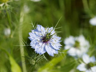 Nigella damascena - La nigelle de Damas ou cheveux de Vénus aux pétales de couleur bleue clair, aux feuilles finement segmentées