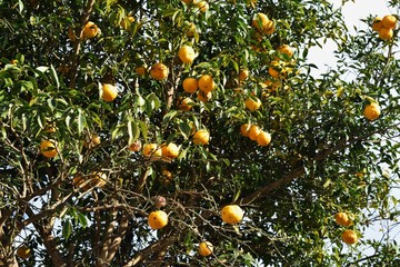 Citrus fruit is called "Yuzu" in Japan