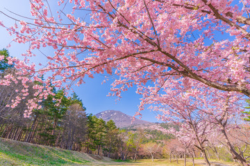 日本の春 福島県 猪苗代 昭和の森の桜並木