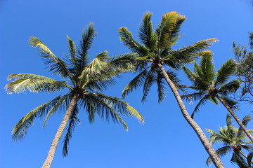 Obraz na płótnie Canvas Hawaii Palms
