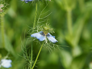 Nigella damascena - La nigelle de Damas ou cheveux de Vénus aux pétales de couleur bleue clair, aux feuilles finement segmentées