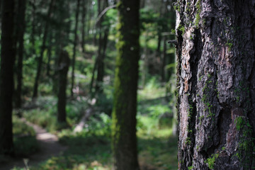 Mossy tree in lush forest