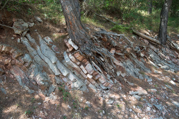 Дерево в камне