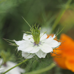 La nigelle de Damas ou cheveux de Vénus aux pétales de couleur blanc, aux feuilles finement...