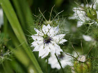 Nigella damascena - La nigelle de Damas ou cheveux de Vénus aux pétales de couleur blanc, aux...
