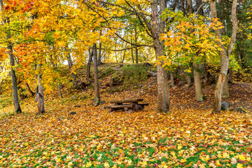 Golden Autumn at the park