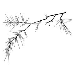 Christmas tree branch. Vector illustration of a pine branch. Christmas tree branch hand drawn.