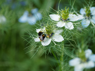Bourdon butinant  sur une nigelle de Damas