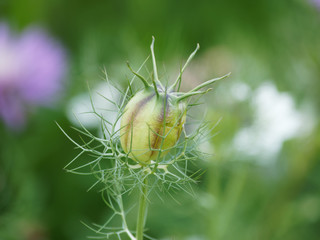 Capsule de nigelle de Damas (Nigella damascena)
