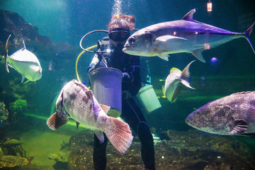 Feeding in the aquarium