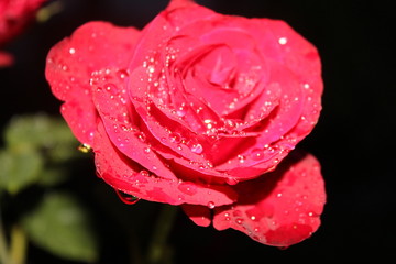 red rose with water drops