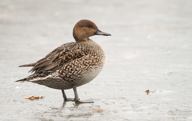 A female Pintail (Anas acuta) standing on a frozen lake.