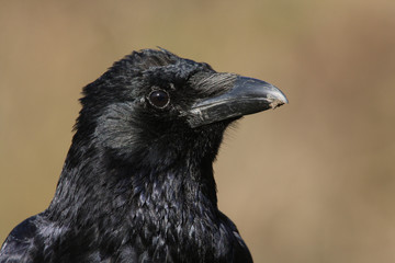 A head shot of a pretty Carrion Crow (Corvus corone).