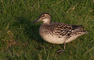 Naklejka na ściany i meble A rare female Garganey (Anas querquedula) standing on the grass in evening light. A summer visitor to the UK.