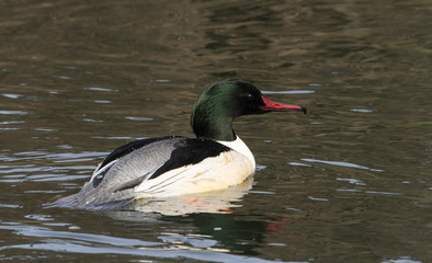 A male Goosander (Mergus merganser) swimming on a river.