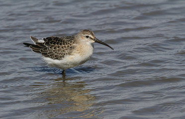 A Curlew Sandpiper (Calidris ferruginea) standing in the sea in the UK.