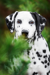 Head shot portrait of Dalmatian dog hiding behind fir-tree