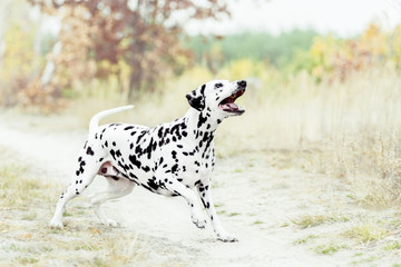 Dalmatian dog playing on golden autumn background