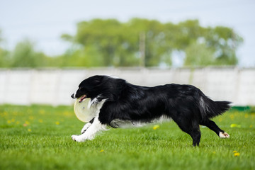 Border Collie running with frisbee disk