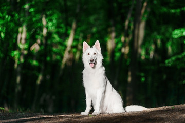 Beautiful Berger Blanc Suisse sitting in grass at the green forest