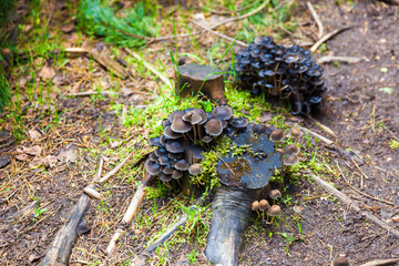 Pilz auf Baumstumpf