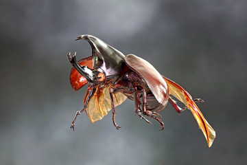 The Siamese rhinoceros beetle (Xylotrupes gideon) or fighting beetle, It is particularly known for...