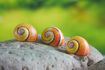 Cuban land snail (Polymita picta) or Painted snail, World's most colorful land snail from Cuba....