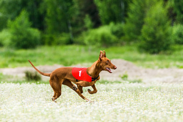 Pharaoh Hounds lure coursing competition at chamomile field