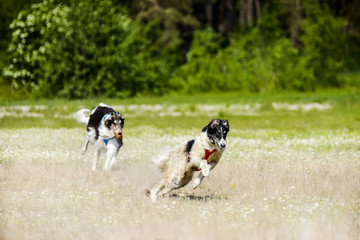 Russian wolfhounds lure coursing competition at the field